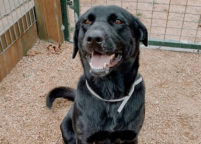 Houston Humane Society | Rustic