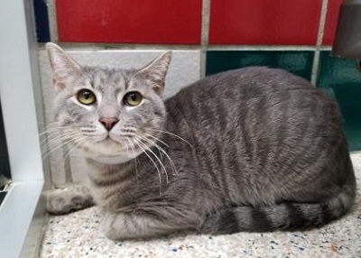 Houston Humane Society | Squishy