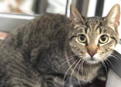 Houston Humane Society | Wiggles