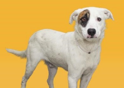 Houston Humane Society | Ziggy