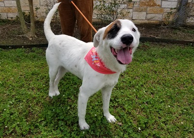 Houston Humane Society | Ziggy