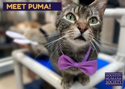 Houston Humane Society | Puma