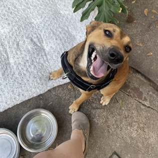 pumpkin-4