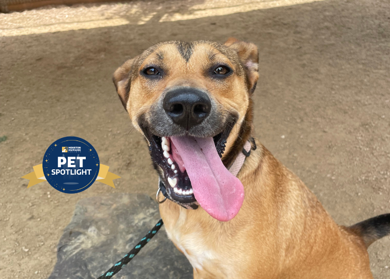 Houston Humane Society | Pumpkin