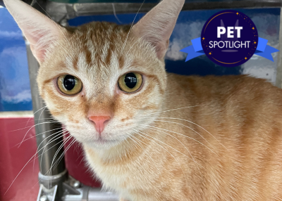 Houston Humane Society | Pumpkin