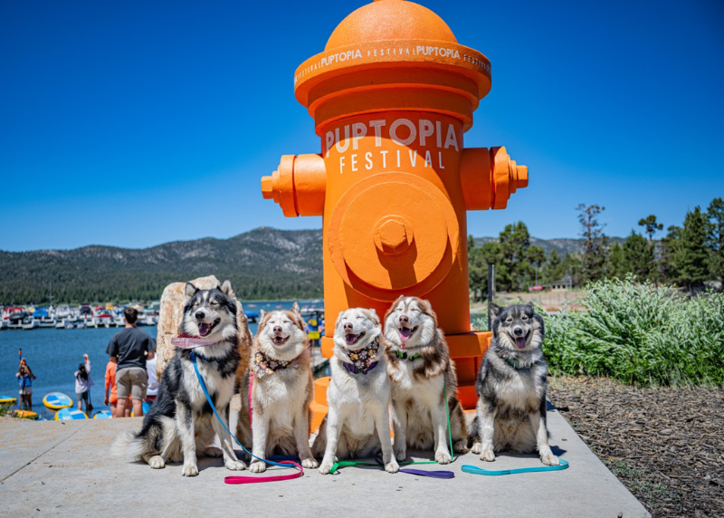 Houston Humane Society | Puptopia Festival