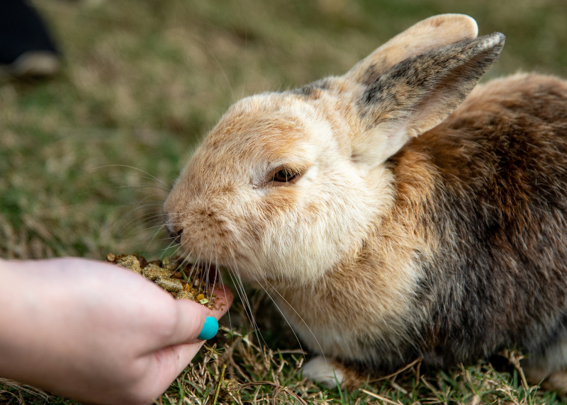 Houston Humane Society | From 3 to 85: A Rabbit Rescue Story About Second Chances