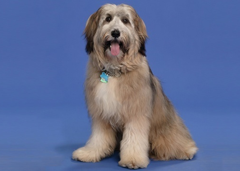 Houston Humane Society | Ten Years After His Passing, Radar’s Legacy Lives On