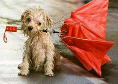 Houston Humane Society | Rainy Weather Tips