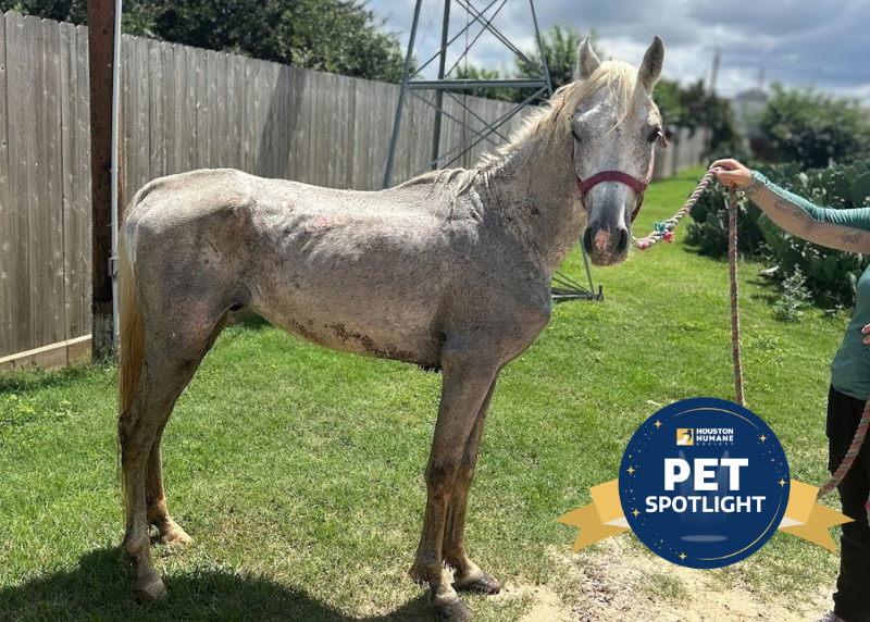 Houston Humane Society | Ramses' Story: Why One Procedure Changed Everything 