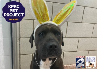 Houston Humane Society | Ramses