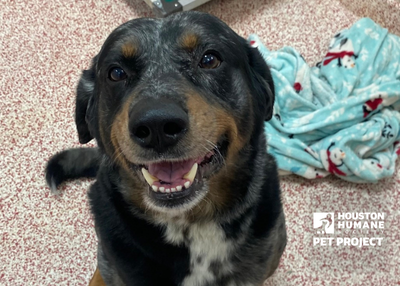 Houston Humane Society | Ranch