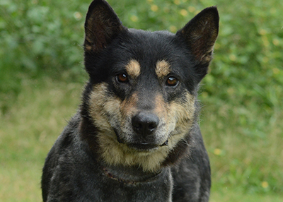 Houston Humane Society | Ranger Rescued by HHS Animal Crimes Unit