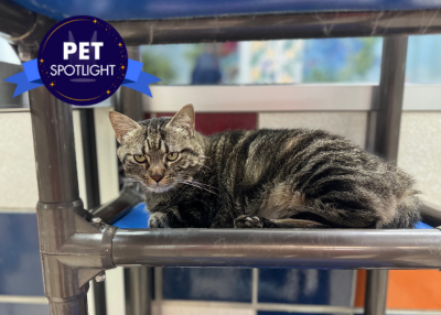 Houston Humane Society | Raquel