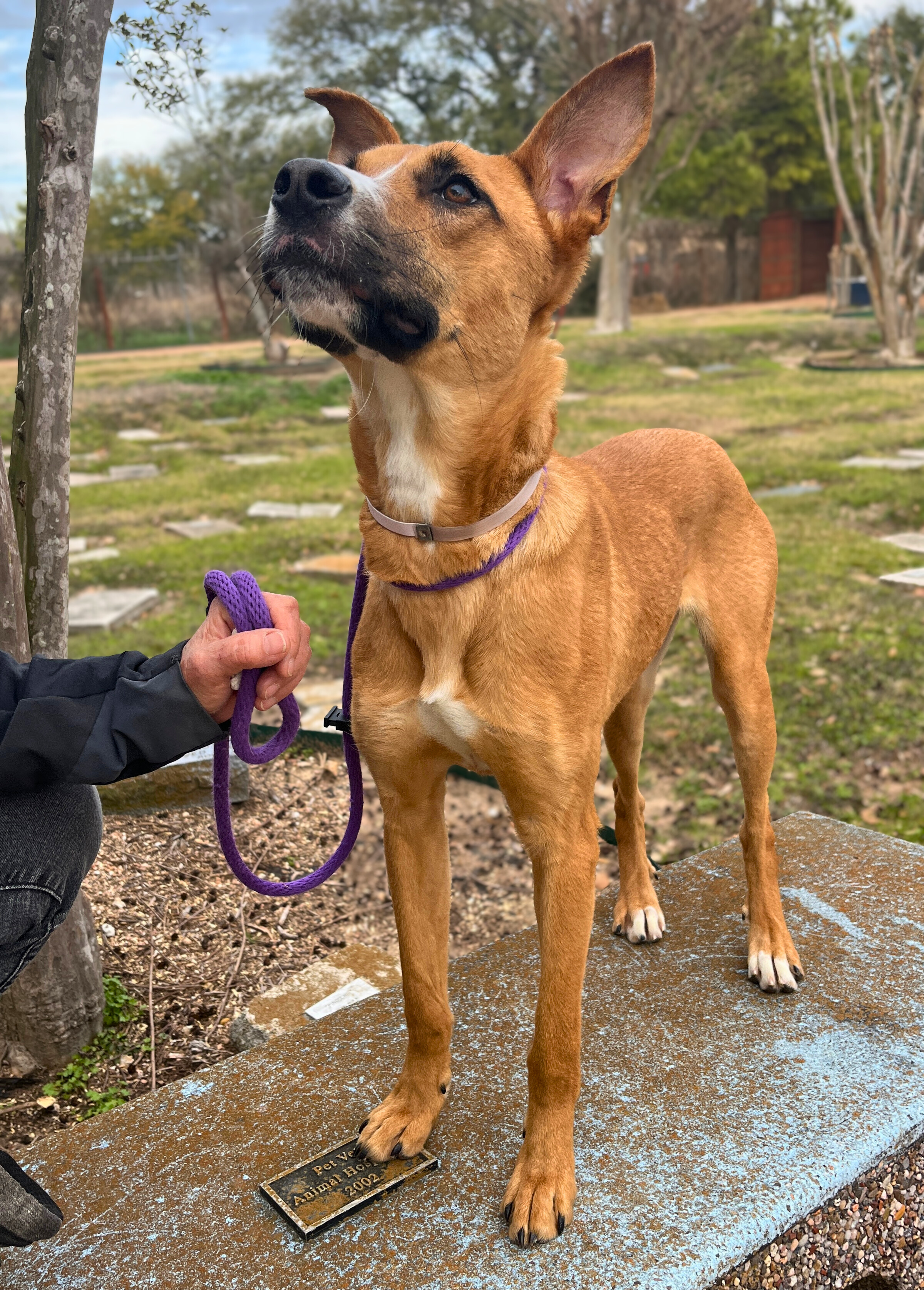 rare-6-2026-02-02-edited