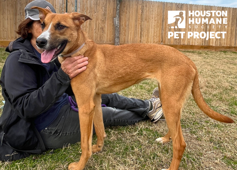 Houston Humane Society | Rare