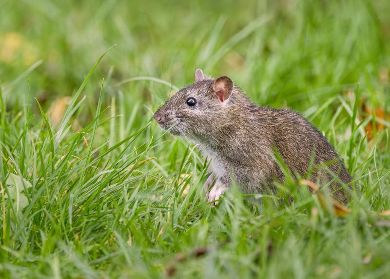 Houston Humane Society | Rat Poison in the Food Chain: The Hidden Fallout
