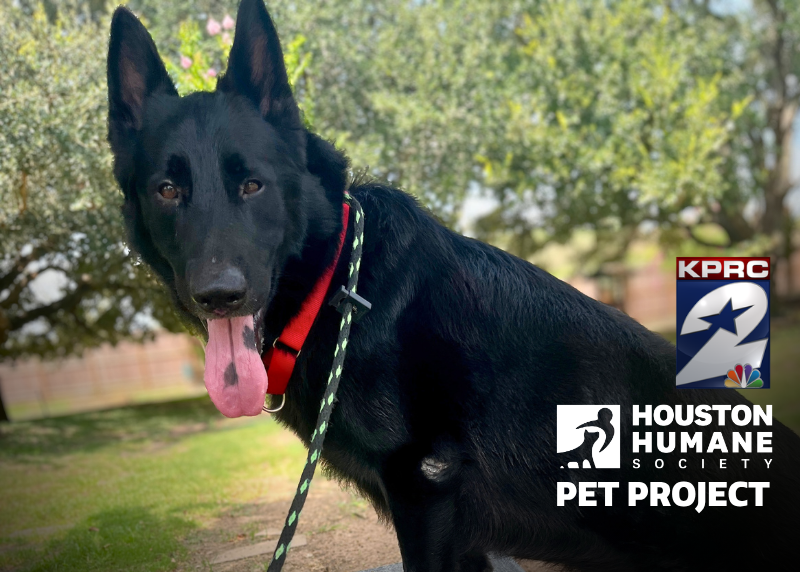 Houston Humane Society | Raven