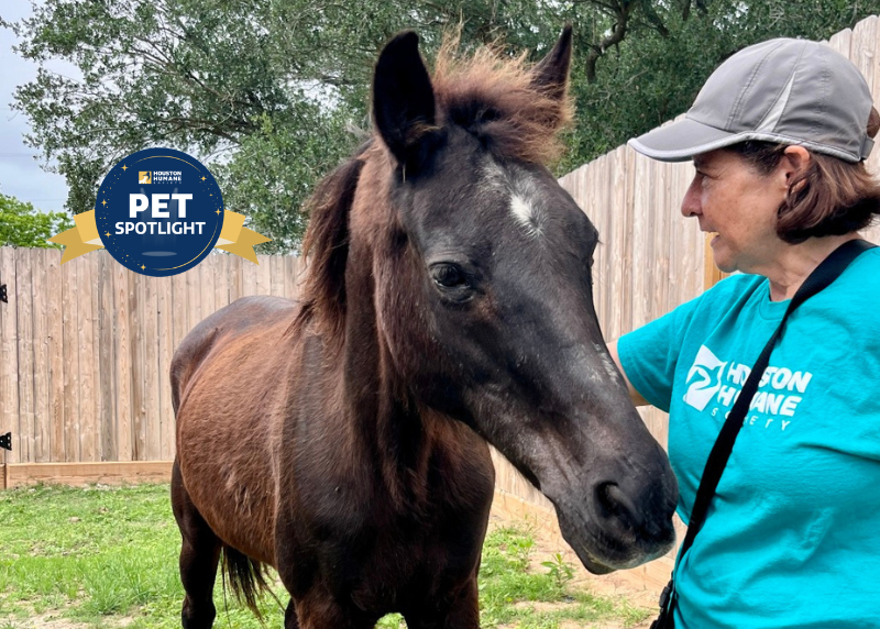 Houston Humane Society | Raven