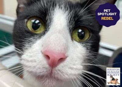 Houston Humane Society | Rebel