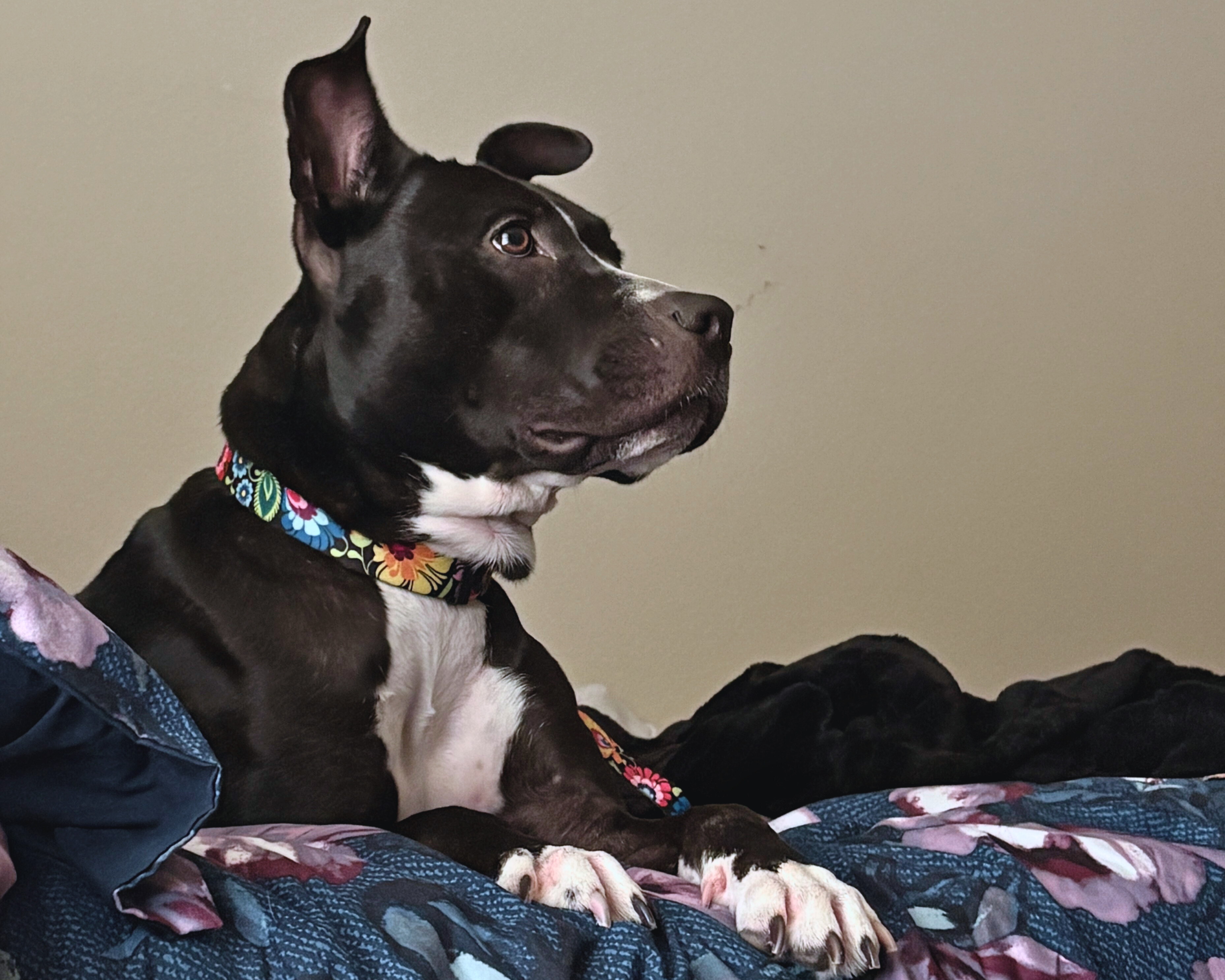 Houston Humane Society | Remy's Happy Tail