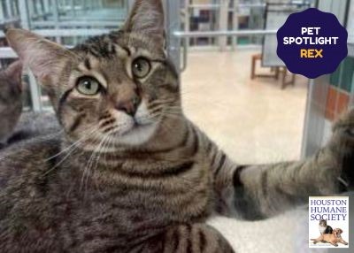 Houston Humane Society | Rex