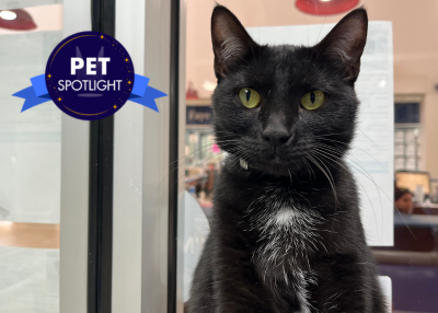 Houston Humane Society | Riddle