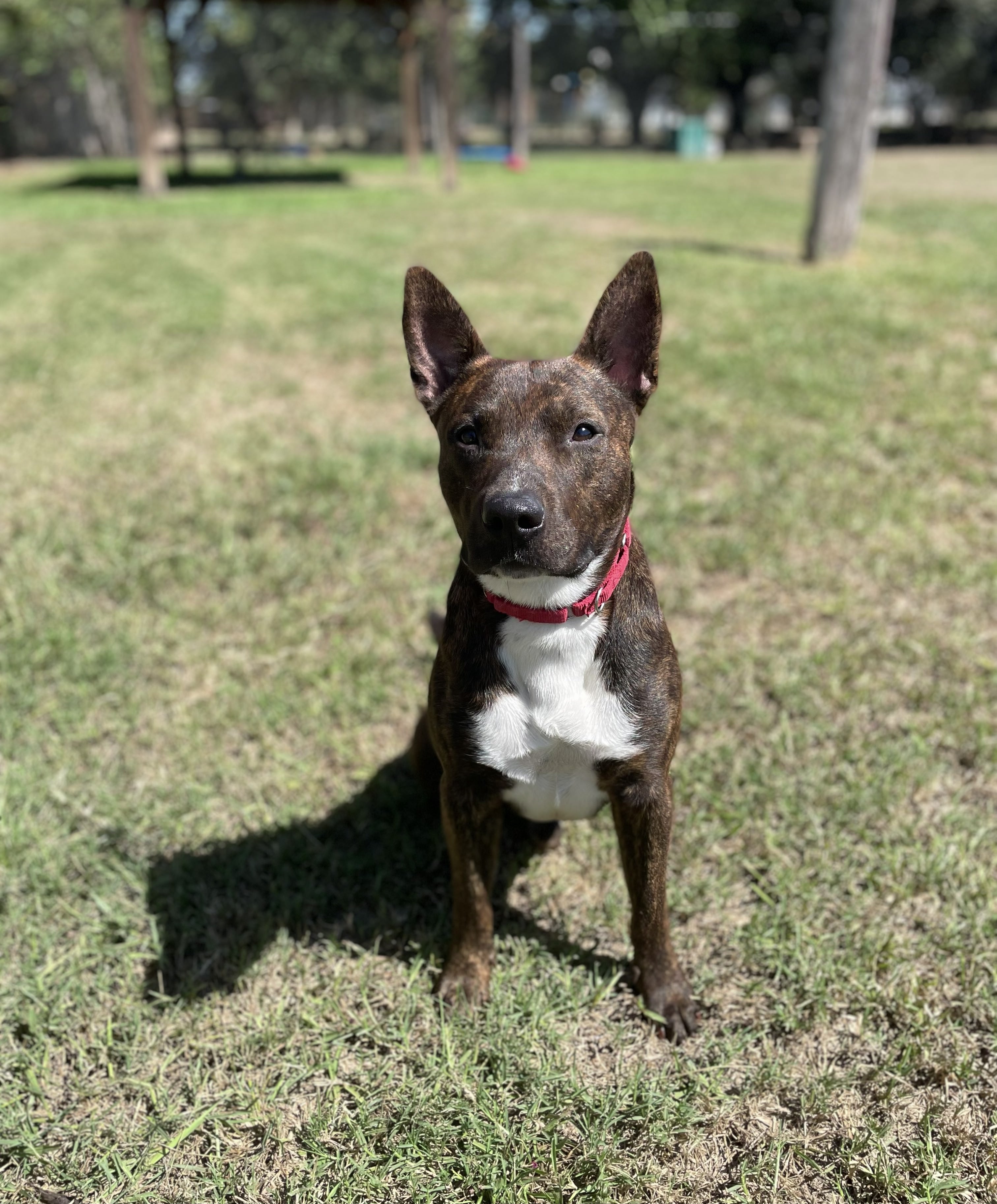 ringo-3