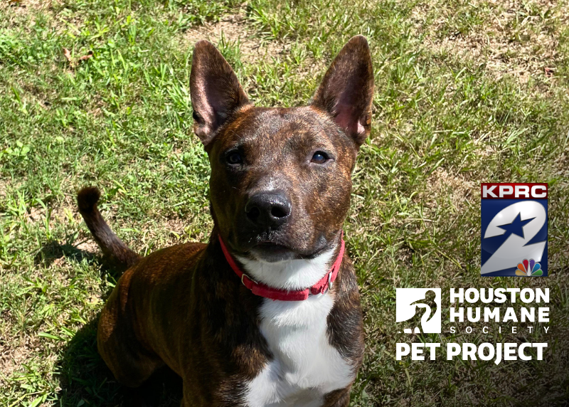 Houston Humane Society | Ringo