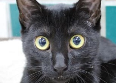 Houston Humane Society | Riri