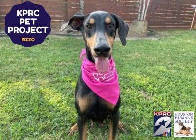 Houston Humane Society | Rizzo