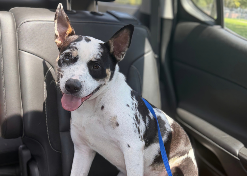 Houston Humane Society | Rocky's Happy Tail