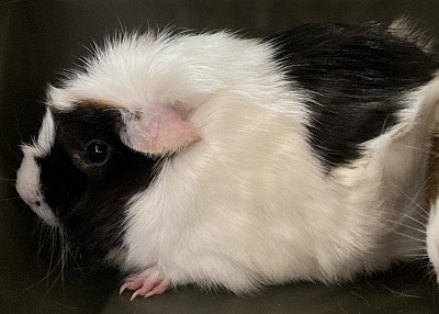 Houston Humane Society | Rocky