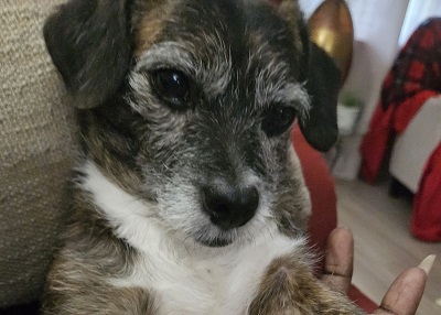 Houston Humane Society | Happy Tail Rocky