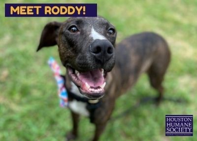 Houston Humane Society | Roddy