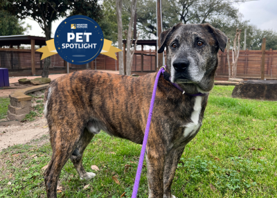 Houston Humane Society | Ron Wesley
