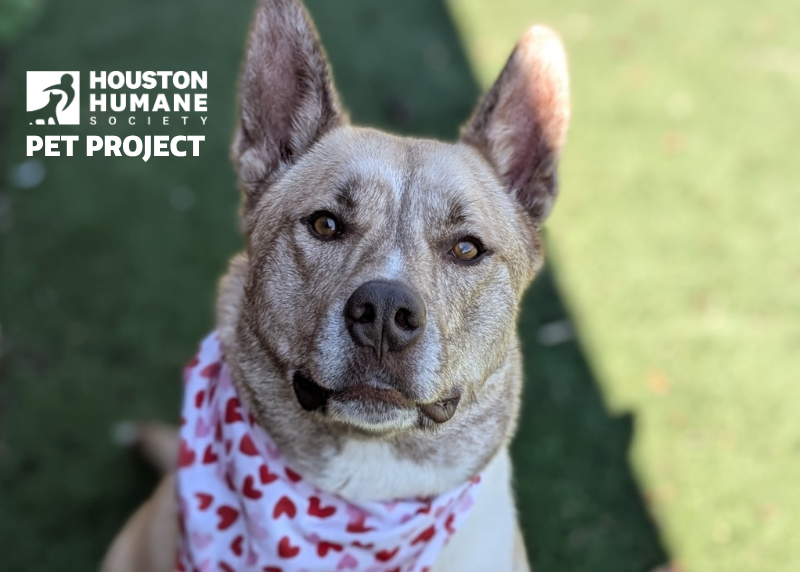 Houston Humane Society | Ronaldo