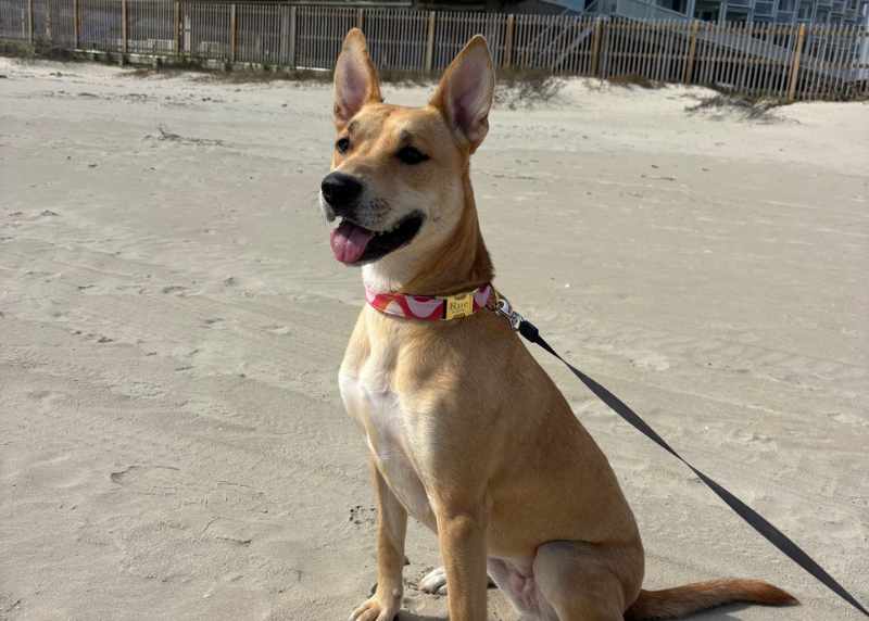 Houston Humane Society | Rue's Happy Tail