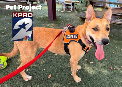 Houston Humane Society | Rue