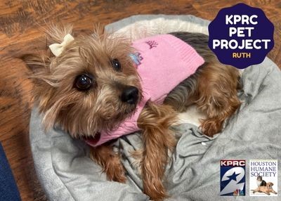 Houston Humane Society | Ruth