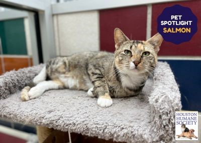 Houston Humane Society | Salmon
