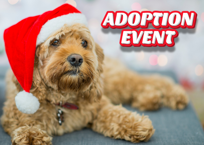 Houston Humane Society | Free Pet Adoptions at Helfman Dodge