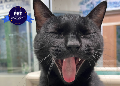 Houston Humane Society | Sardine