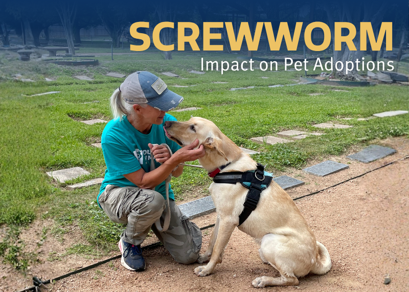Houston Humane Society | Houston Humane Society Shelter Director Shares Concerns About New World Screwworm with Associated Press