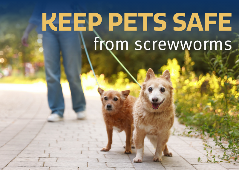 Houston Humane Society | Protecting Pets From The New World Screwworm Fly
