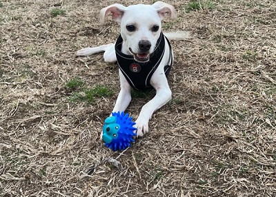 Houston Humane Society | Happy Tail Seamore