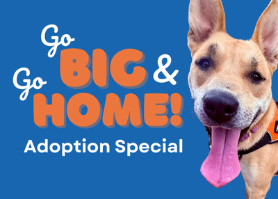 Houston Humane Society | Go Big & Go Home!