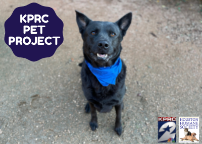 Houston Humane Society | Shadow