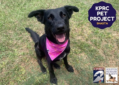 Houston Humane Society | Shasta