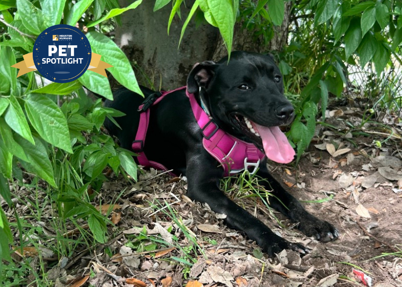 Houston Humane Society | Sherlock